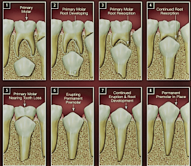 permant tooth eruption